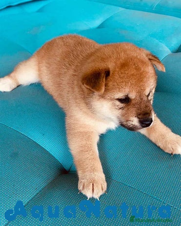 Shiba Inu perros en Barcelona - Anuncio 15