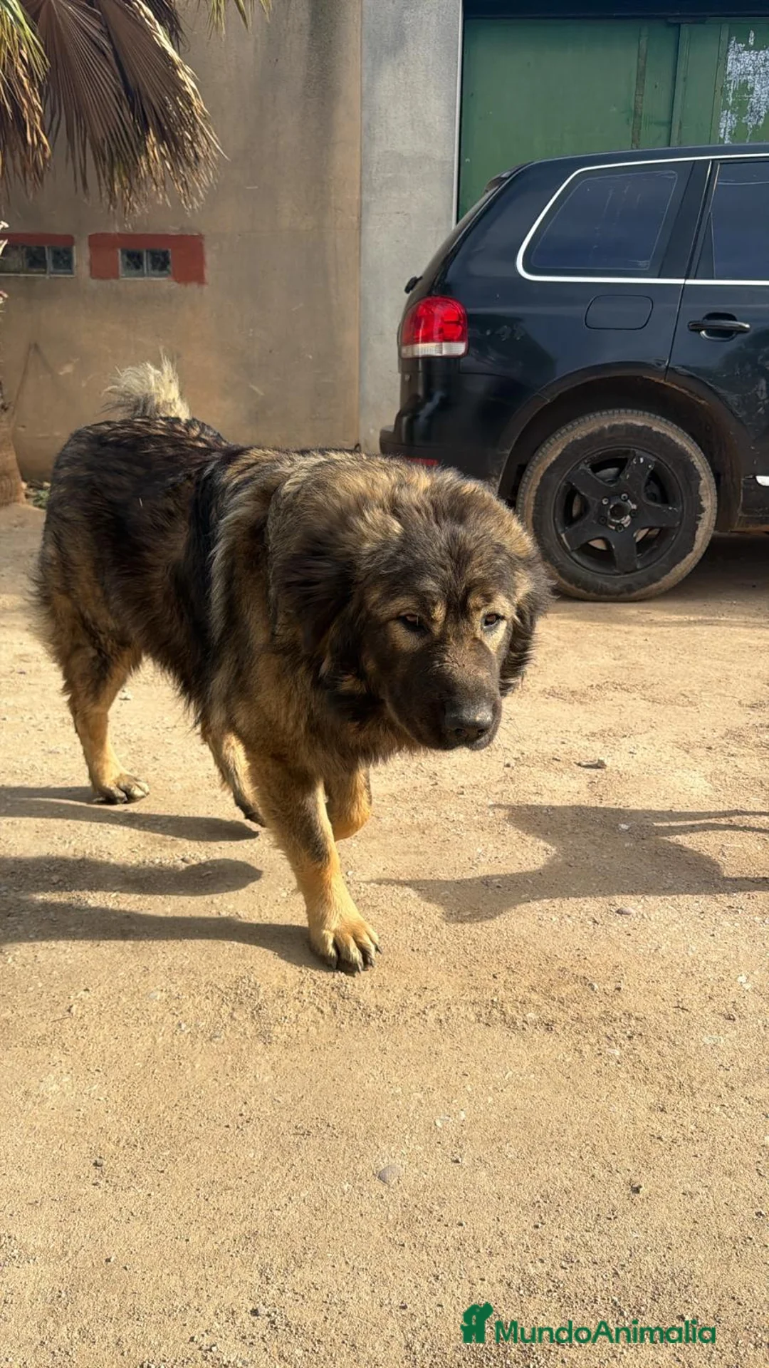 Raza Mixta perros en venta: Mestizo de mastín x Cáucaso  - Anuncio 36