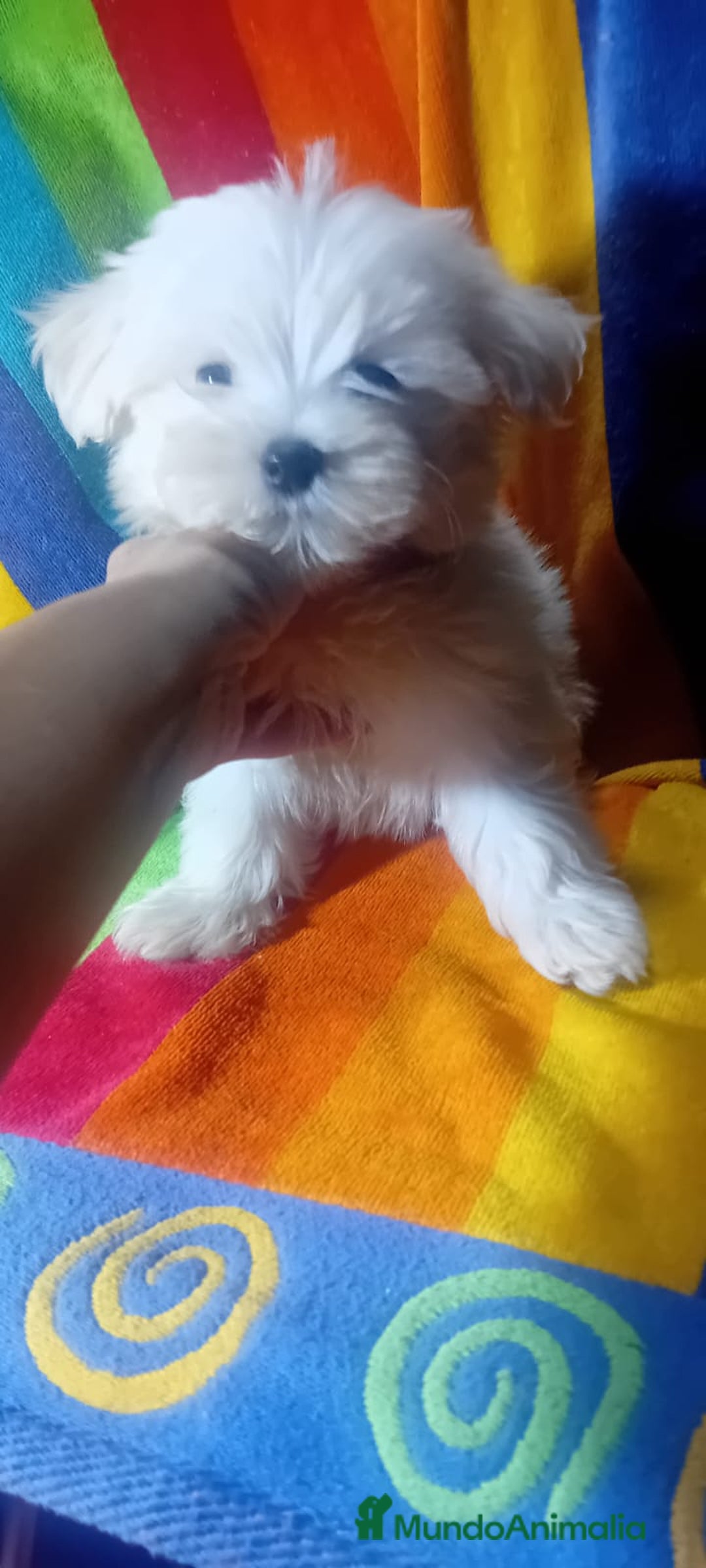 Bichón Maltés perros en venta: Maltés coreano toy ✨✨✨👈👈👈☎️ - Imagen 1