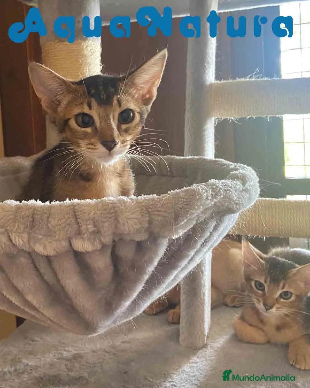 Abisinio gatos en venta: Camada gatitos Abisinio AQUANATURA - Anuncio 1
