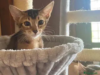 Abisinio gatos Camada gatitos Abisinio AQUANATURA - Anuncio 15