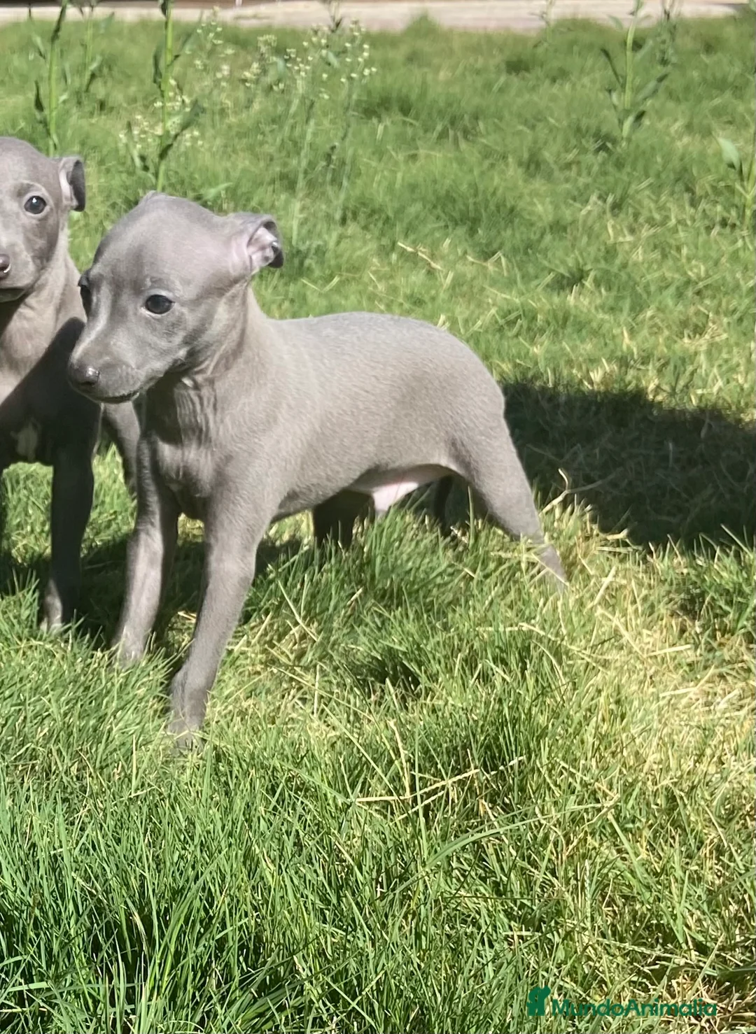 Pequeño Lebrel Italiano perros en venta: PICCOLOS LEBREL ITALIANO - Anuncio 2