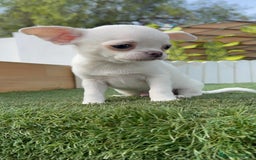 Chihuahua perros en venta: CHIHUAHUA MACHO - Imagen 2