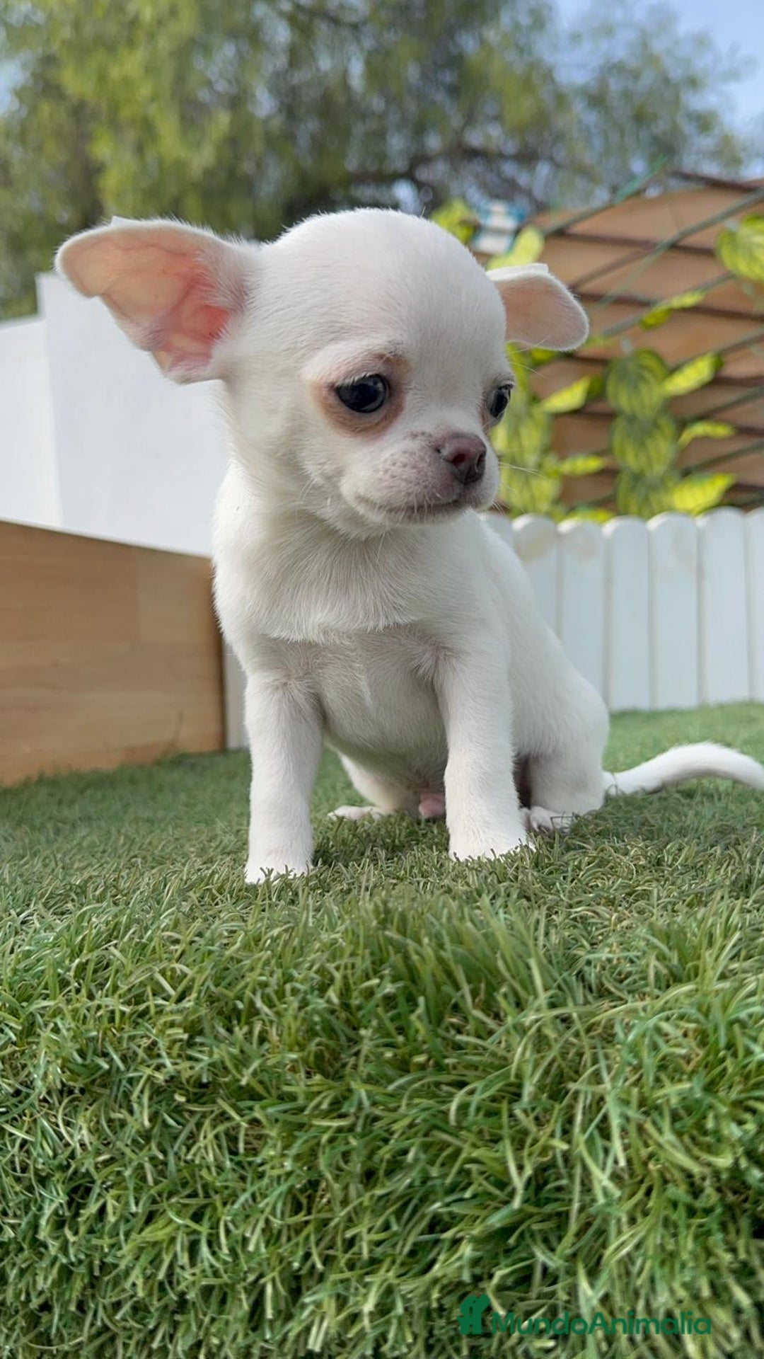 Chihuahua perros en venta: CHIHUAHUA MACHO - Imagen 2