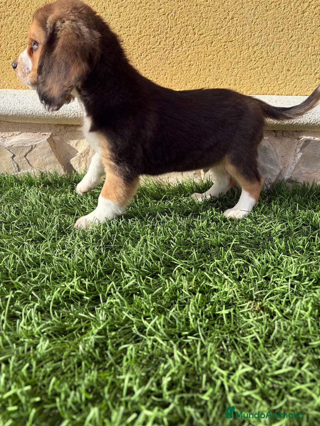 Beagle perros en venta: Espectacular cachorro de Beagle - Anuncio 31