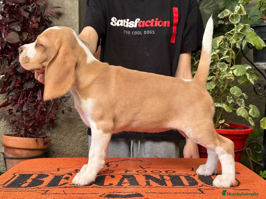 Beagle perros en venta: Preciosa Cachorrita Beagle - Anuncio 1