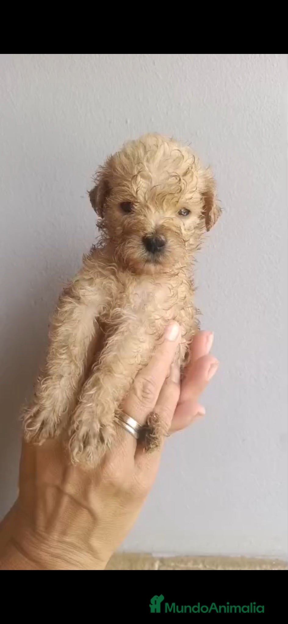 Caniche Toy perros Caniche apricot macho disponible 🐶🐾 - Anuncio 1