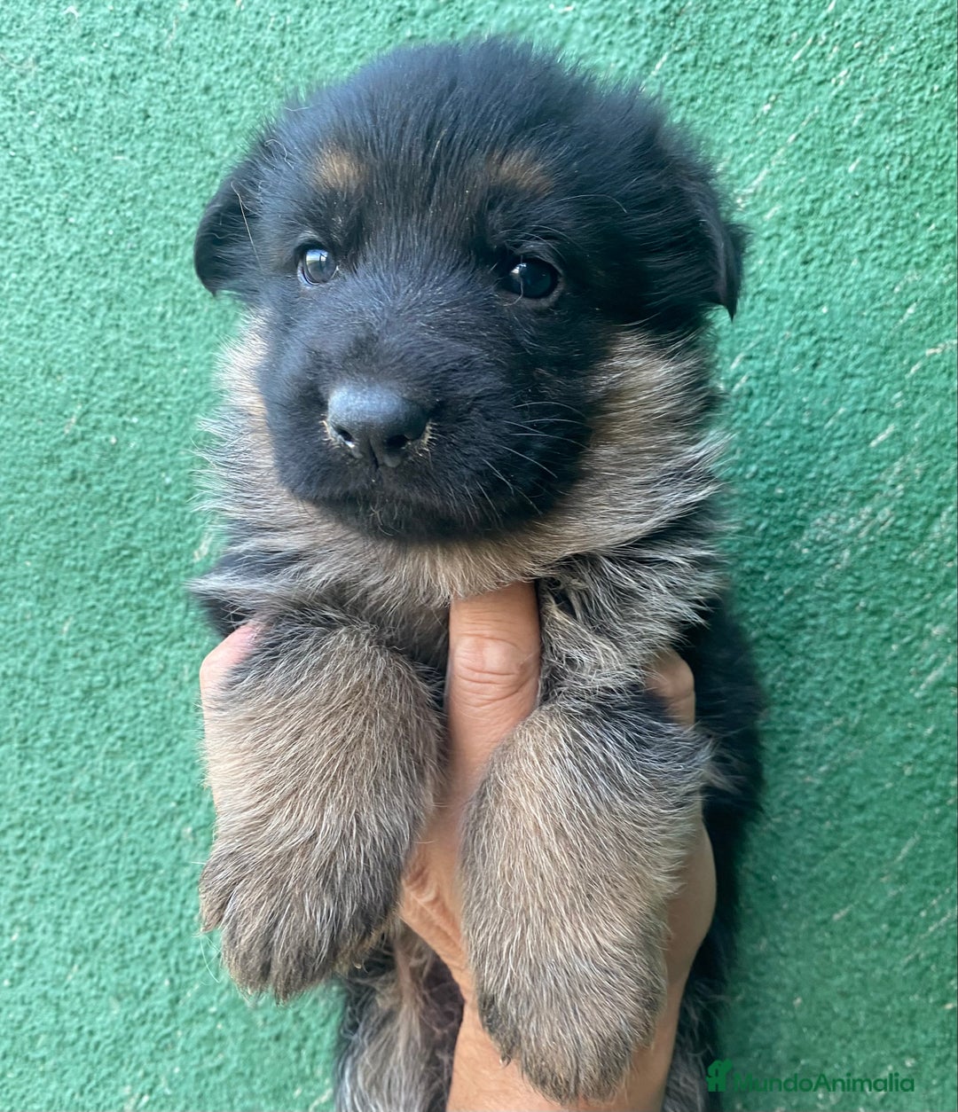 Pastor Alemán perros en venta: Cachorros de pastor alemán  en Salamanca - Imagen 12