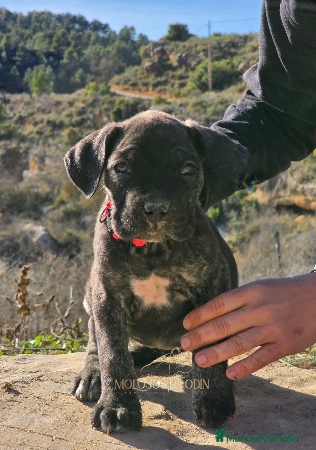 Cane Corso perros en venta: Molosos de Odin Cane Corso kennel - Anuncio 2