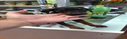 Dobermann perros en venta: Doberman o Dobermann - Anuncio 7
