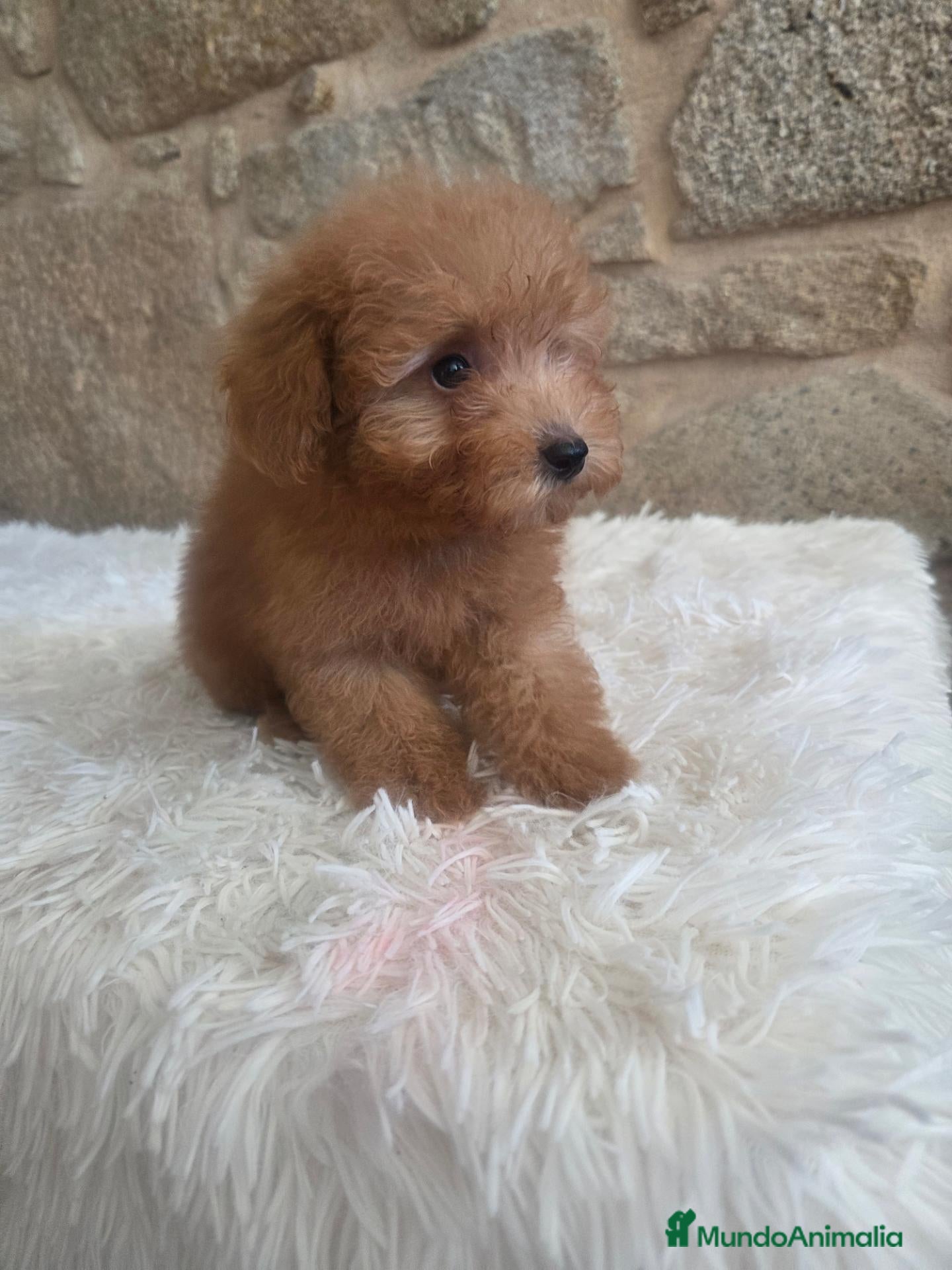 Caniche Toy perros Cachorro caniche - Anuncio 31