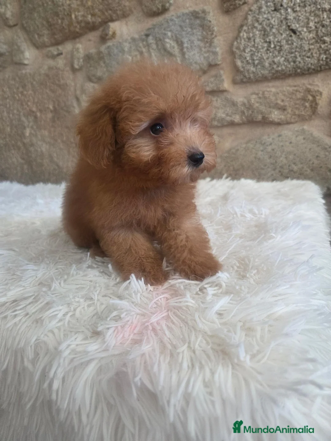 Caniche Toy perros en venta: Cachorro caniche - Anuncio 1