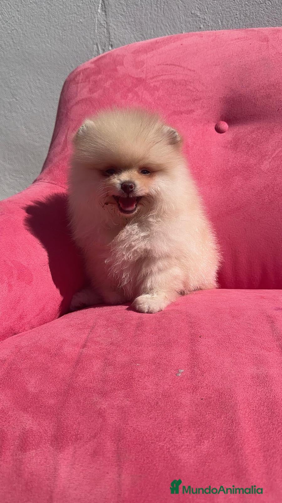 Pomerania perros Pomerania TOY ♂️♀️ - Anuncio 1