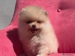 Pomerania perros Pomerania TOY ♂️♀️ - Anuncio 1