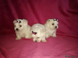 Bichón Maltés perros Bichon maltés americano en Badajoz - Anuncio 23