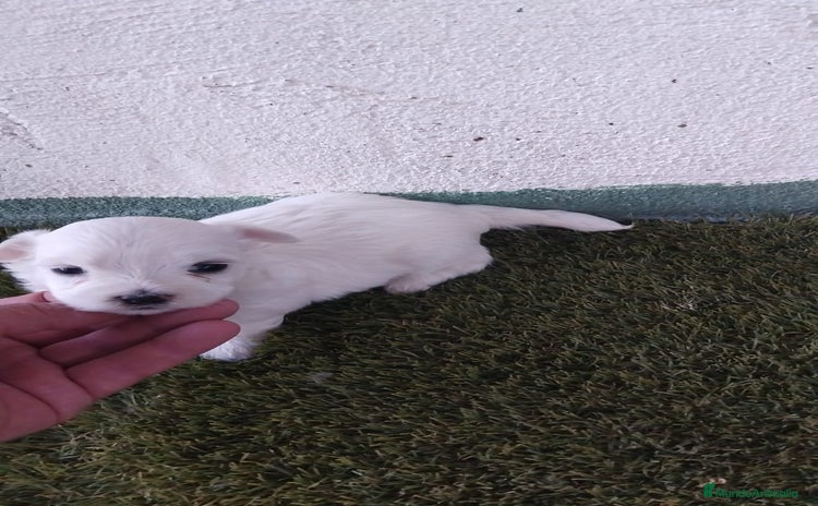 Bichón Maltés perros - Anuncio 2