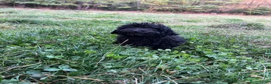 Caniche Enano 1