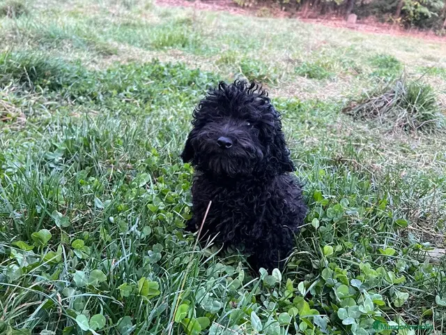 Caniche Enano perros Caniche enano negro - Anuncio 23