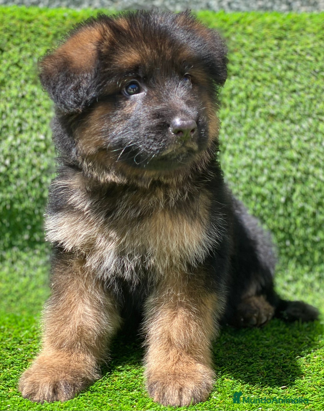 Pastor Alemán perros en venta: Cachorras de pastor alemán - Anuncio 9