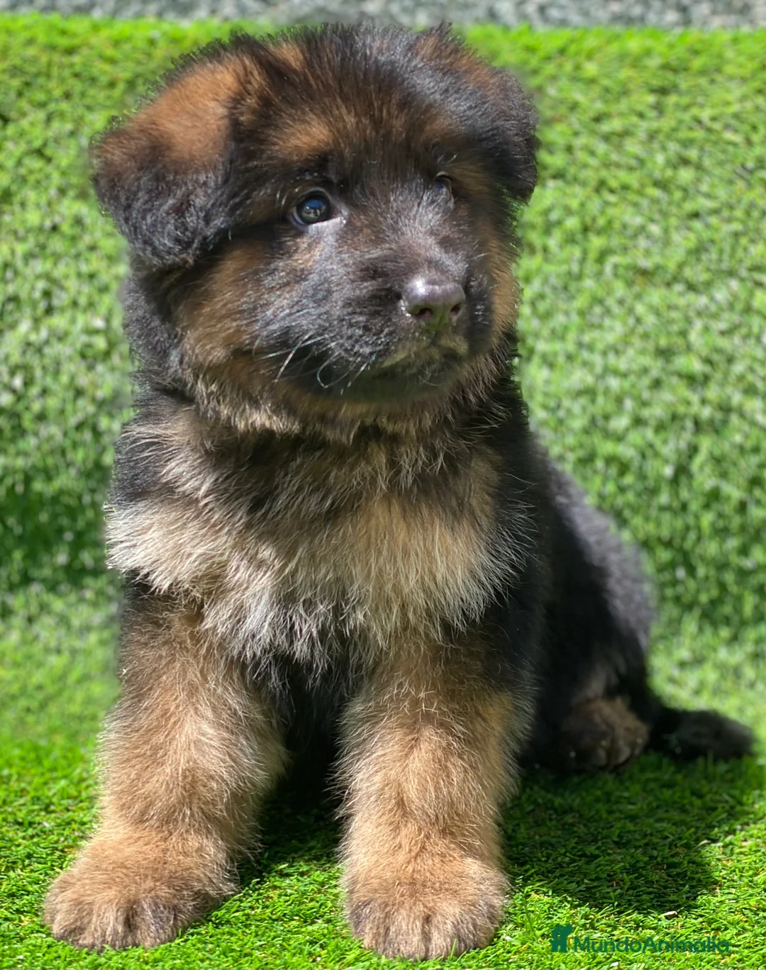 Pastor Alemán perros en venta: Cachorras de pastor alemán - Anuncio 9