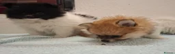 Pomerania perros en venta: Pomerania  - Anuncio 12