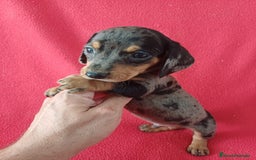 Teckel Miniatura perros en venta: Teckel Miniatura Arlequin  - Imagen 1