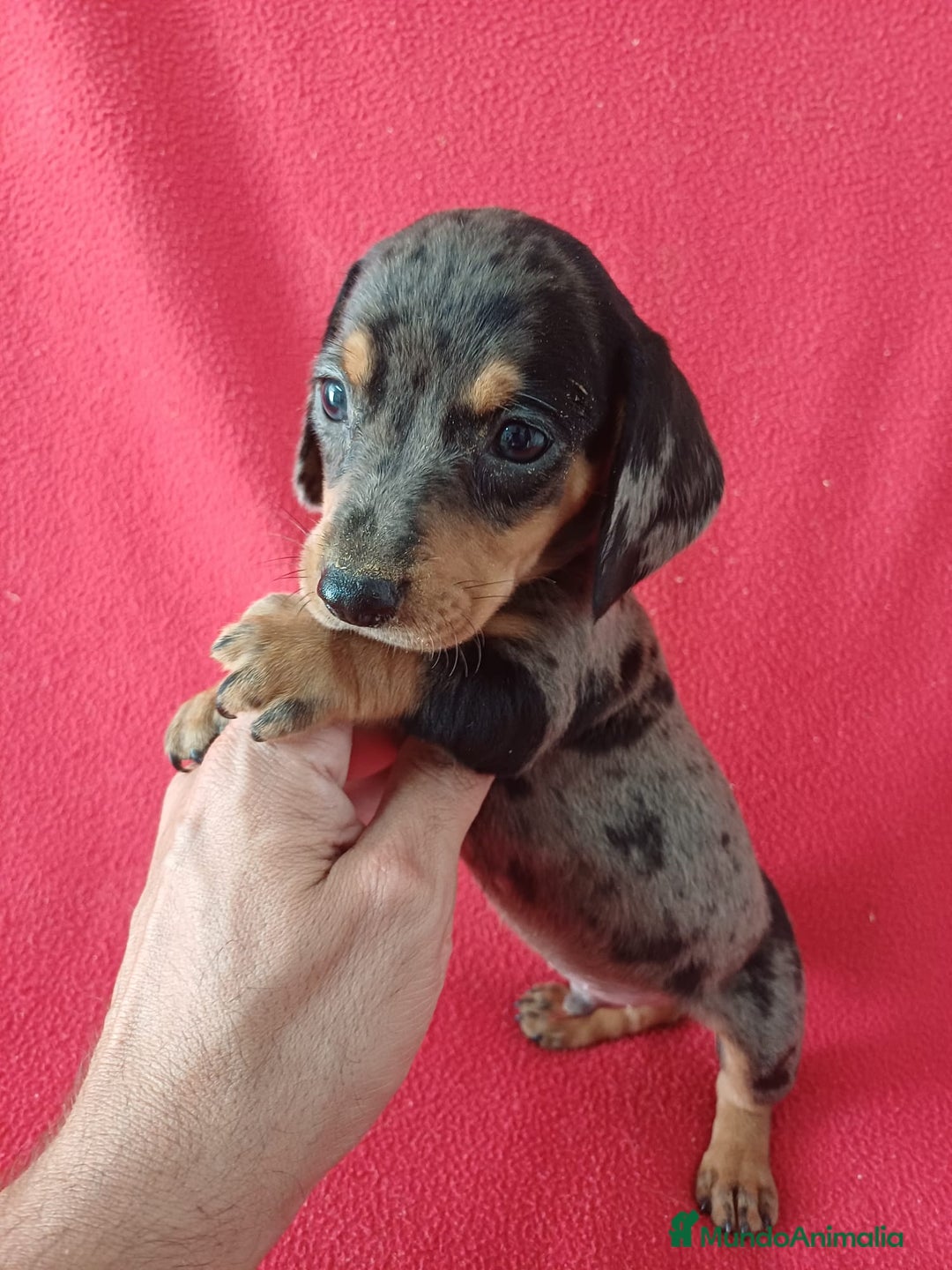 Teckel Miniatura perros en venta: Teckel Miniatura Arlequin  - Imagen 1