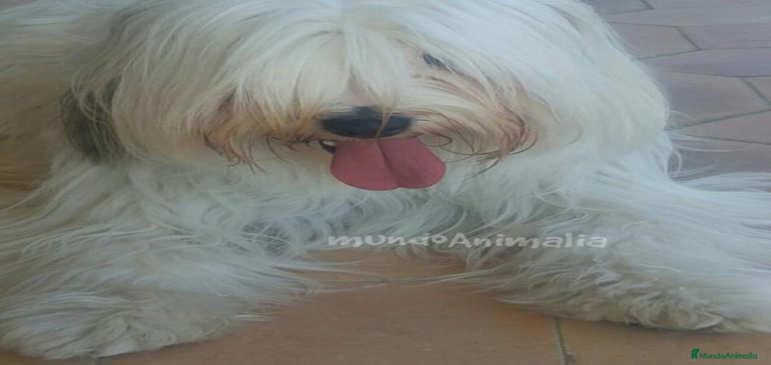 Imagen de galería {{count}}