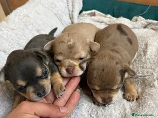 Chihuahua perros Chihuahuas - Anuncio 7