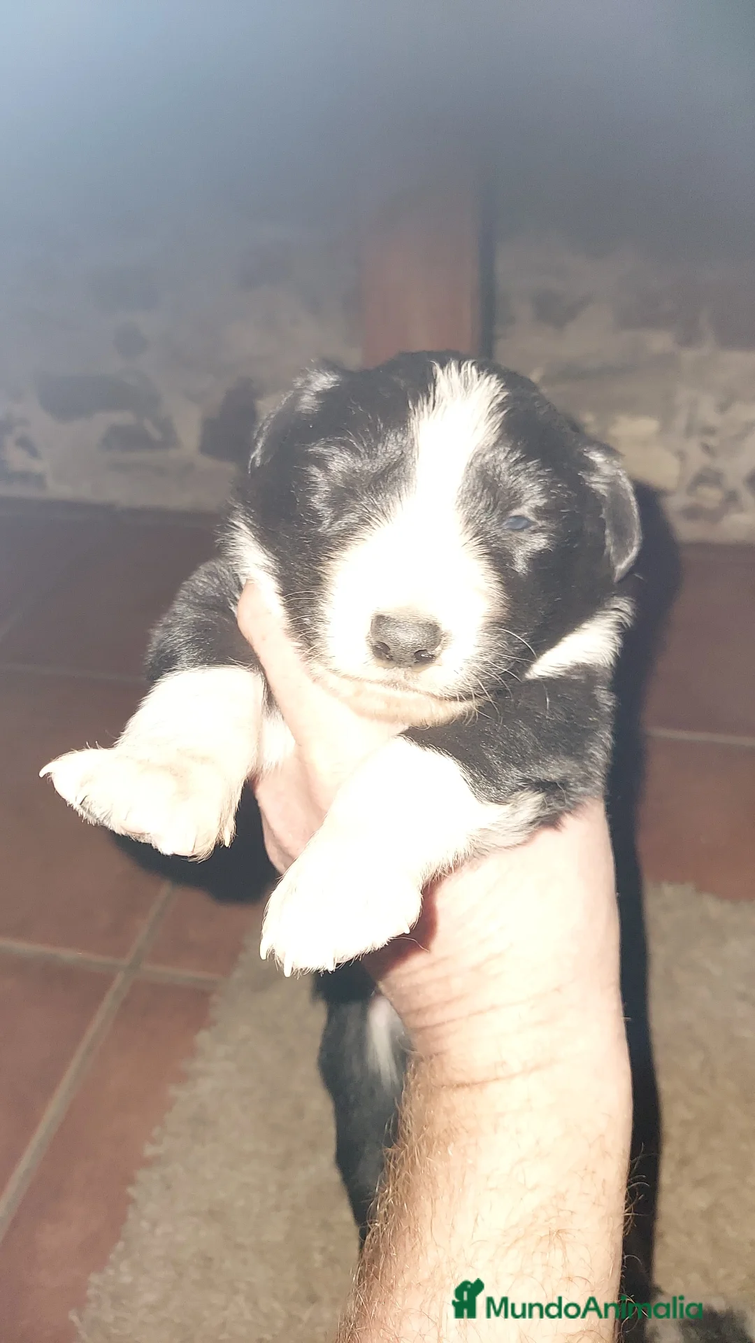 Border Collie perros en venta: border collies blancos y negros en Barcelona - Anuncio 8