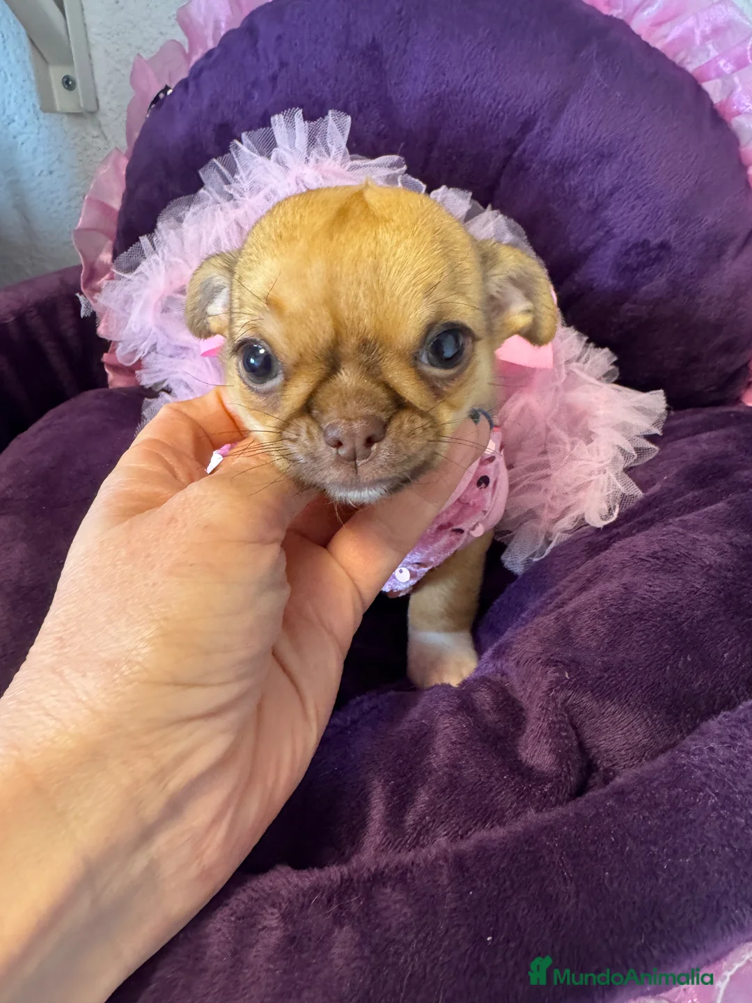 Chihuahua perros en venta: Chihuahuas cabeza manzana - Anuncio 3