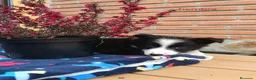 Border Collie perros en venta: Preciosa camada border collie - Anuncio 2