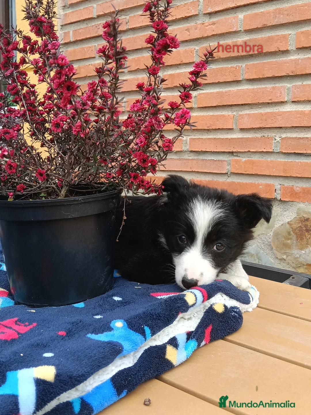 Border Collie perros en venta: Preciosa camada border collie - Anuncio 2