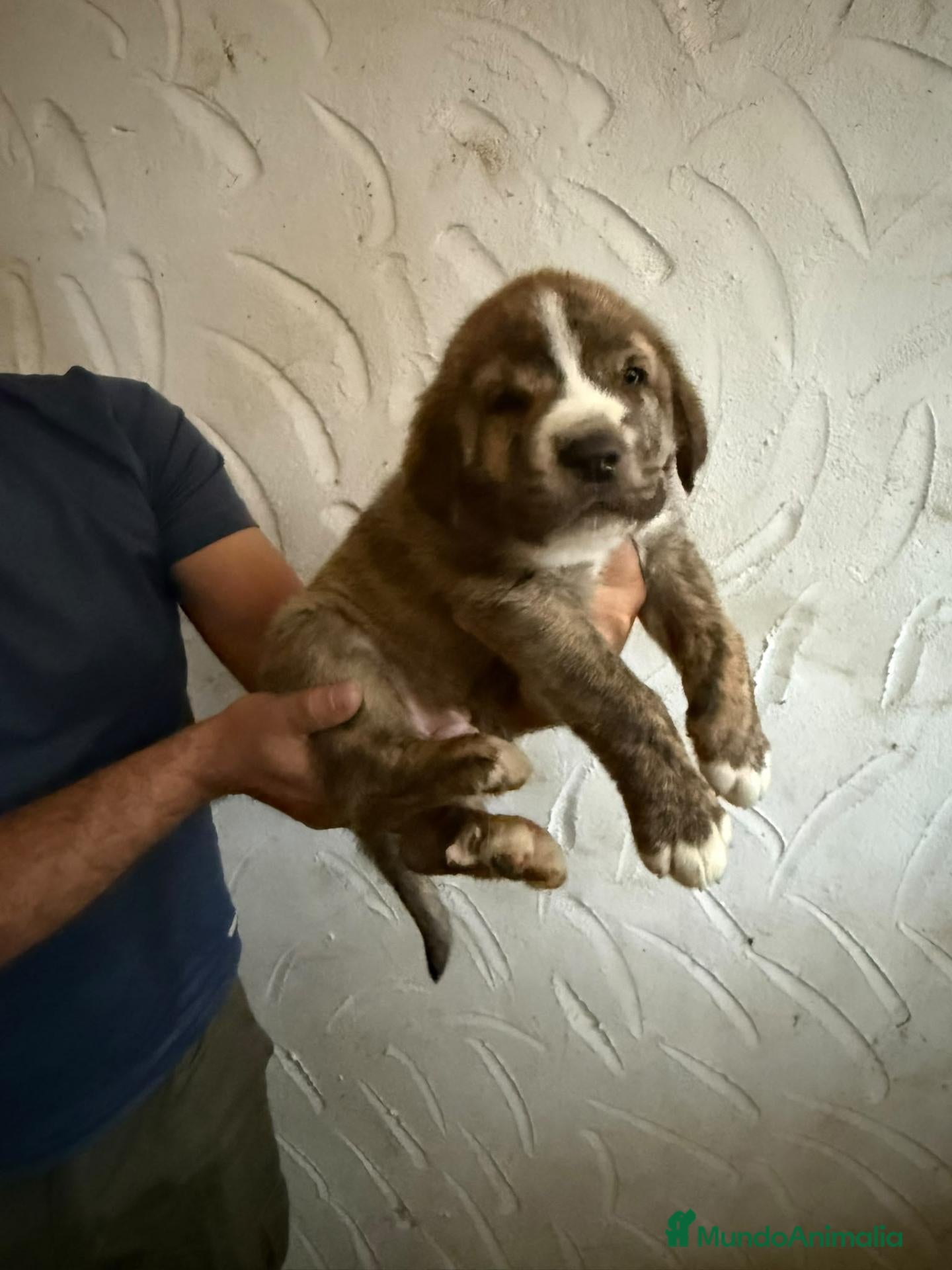 Mastín Español perros en venta: Mastín español - Anuncio 1