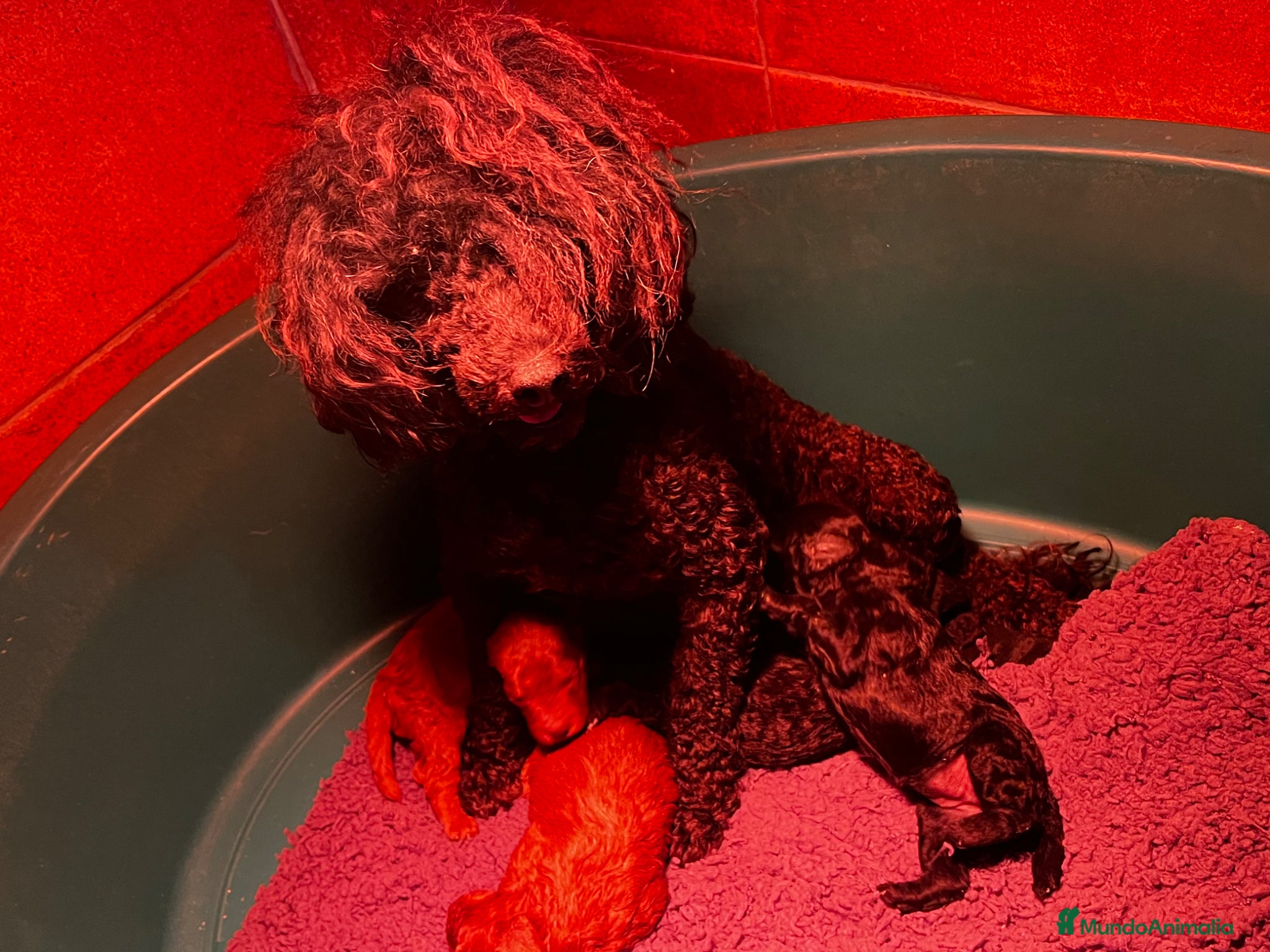 Caniche Toy perros Caniches toy  - Anuncio 1