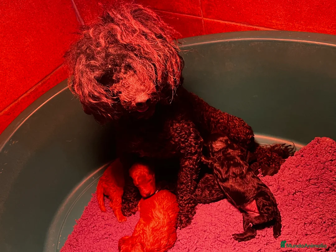 Caniche Toy perros en venta: Caniches toy  - Anuncio 1