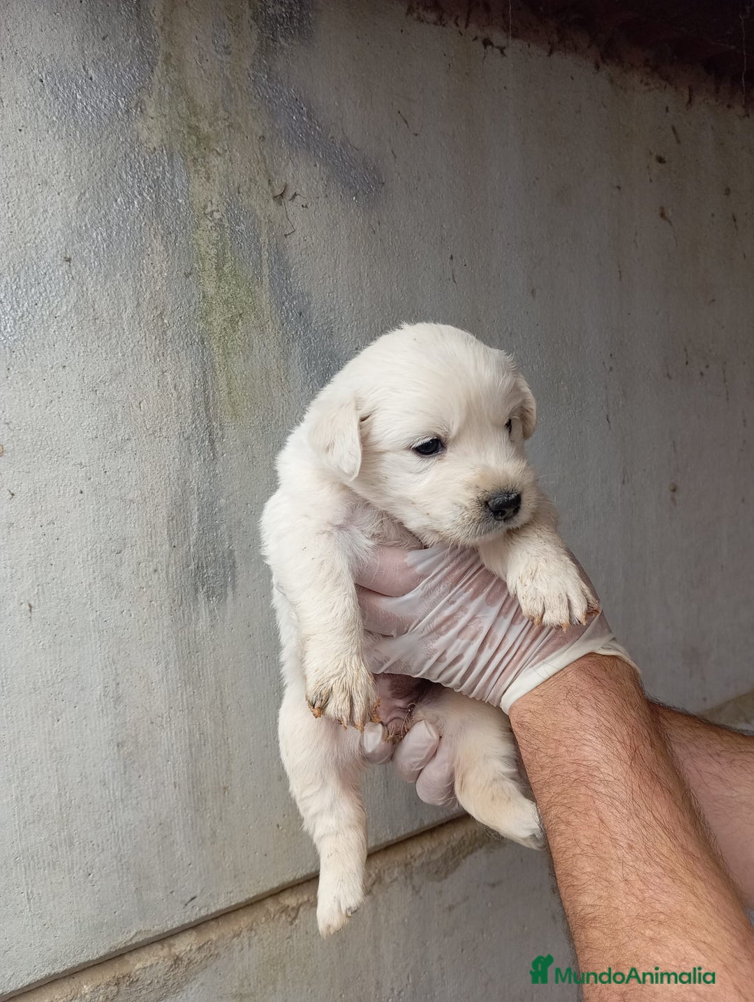 Golden Retriever perros en venta: Golden retriever - Imagen 2