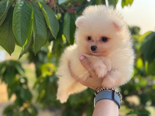 Pomerania perros - Anuncio 35