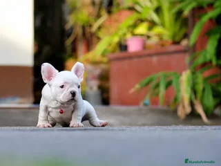 Bulldog Francés perros - Anuncio 32