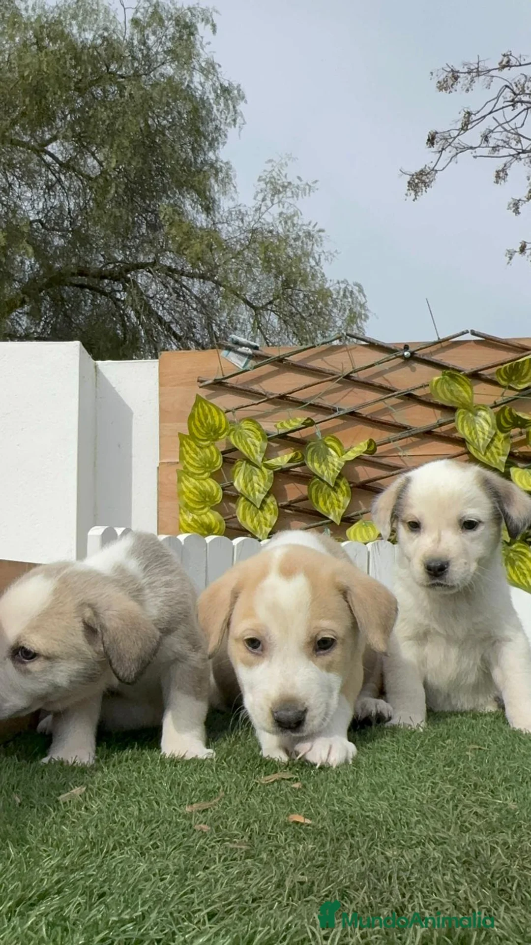Mastín Español perros en venta: MASTIN ESPAÑOL HEMBRAS - Anuncio 9