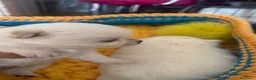 Pomchi perros en venta: Pomchi espectaculares y únicos  - Anuncio 2