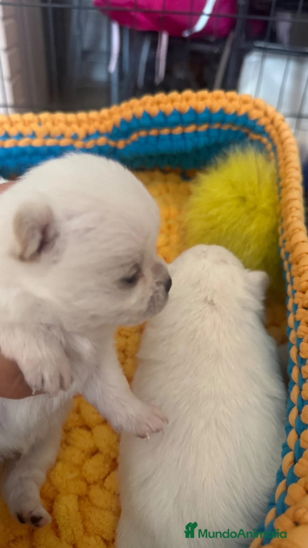 Pomchi perros en venta: Pomchi espectaculares y únicos  - Anuncio 2