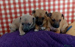 Raza Mixta perros en venta: Galgo whippet x piccolo - Imagen 2