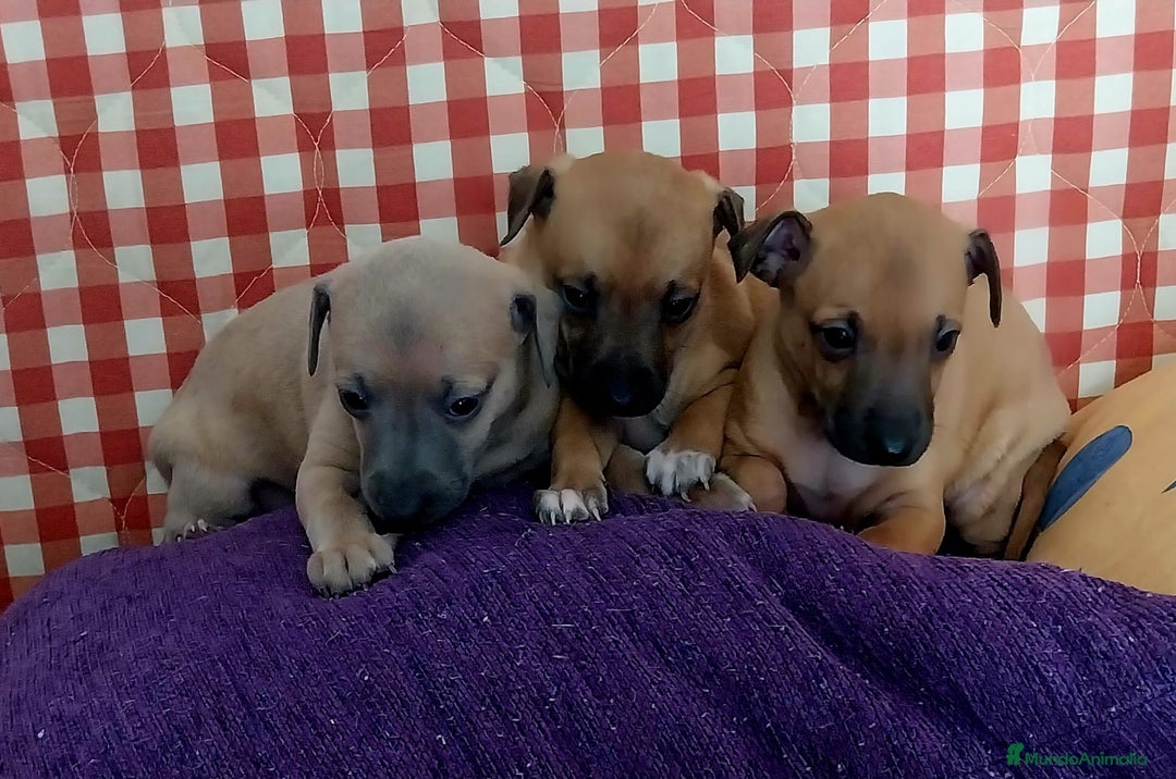 Raza Mixta perros en venta: Galgo whippet x piccolo - Imagen 2