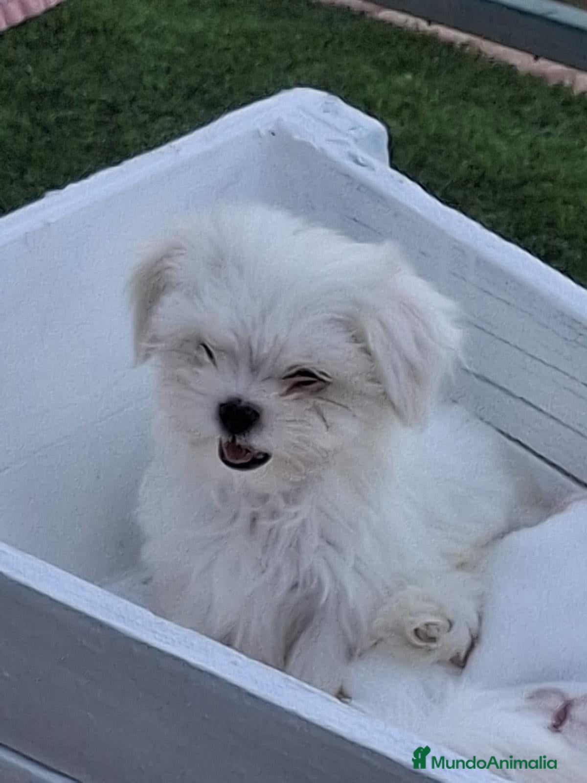 Bichón Maltés perros Maltesa coreana hembra ‼️‼️ - Anuncio 3