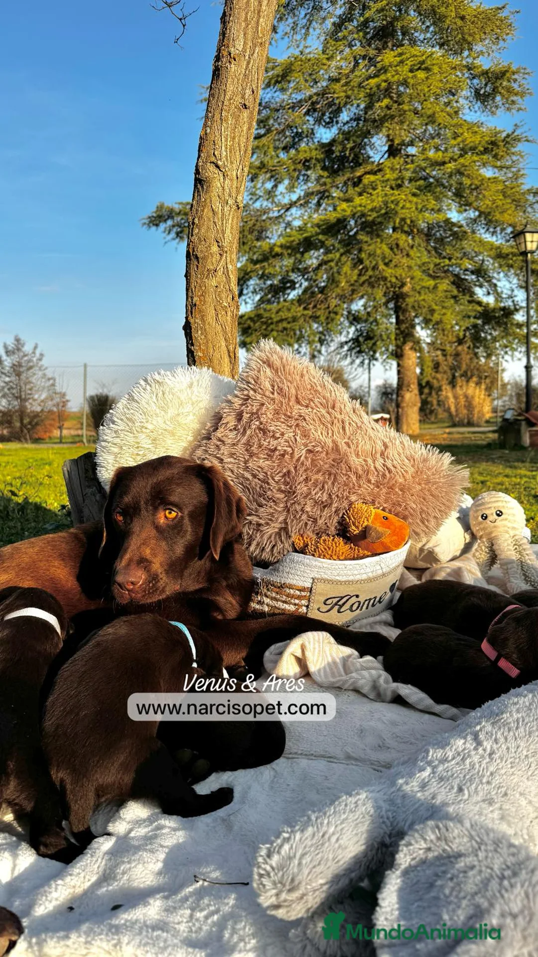Labrador Retriever perros en venta: LABRADOR CHOCOLATE OJOS CLAROS en Asturias - Anuncio 5