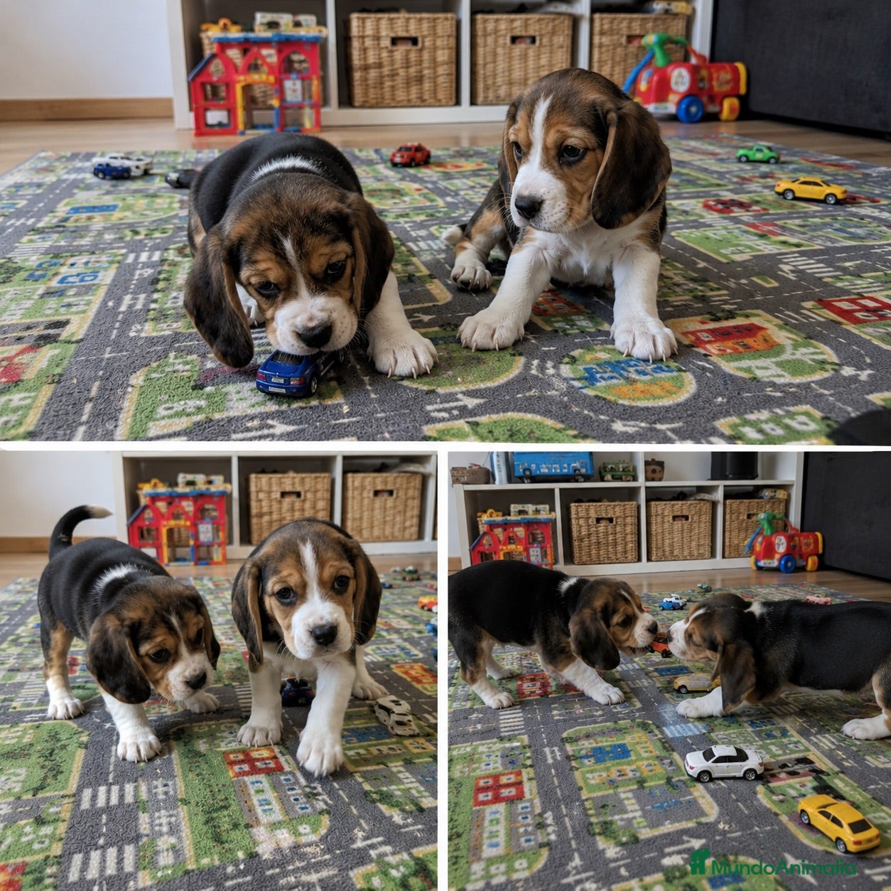 Beagle perros CACHORROS BEAGLE - LISTOS PARA ENTREGAR  - Anuncio 3