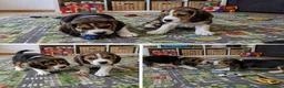Beagle perros en venta: CACHORROS BEAGLE - LISTOS PARA ENTREGAR  - Anuncio 1