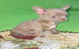 Chihuahua perros en venta: MACHO TOY EXCLUSIVO LILAC LINEA RUSA - Imagen 6