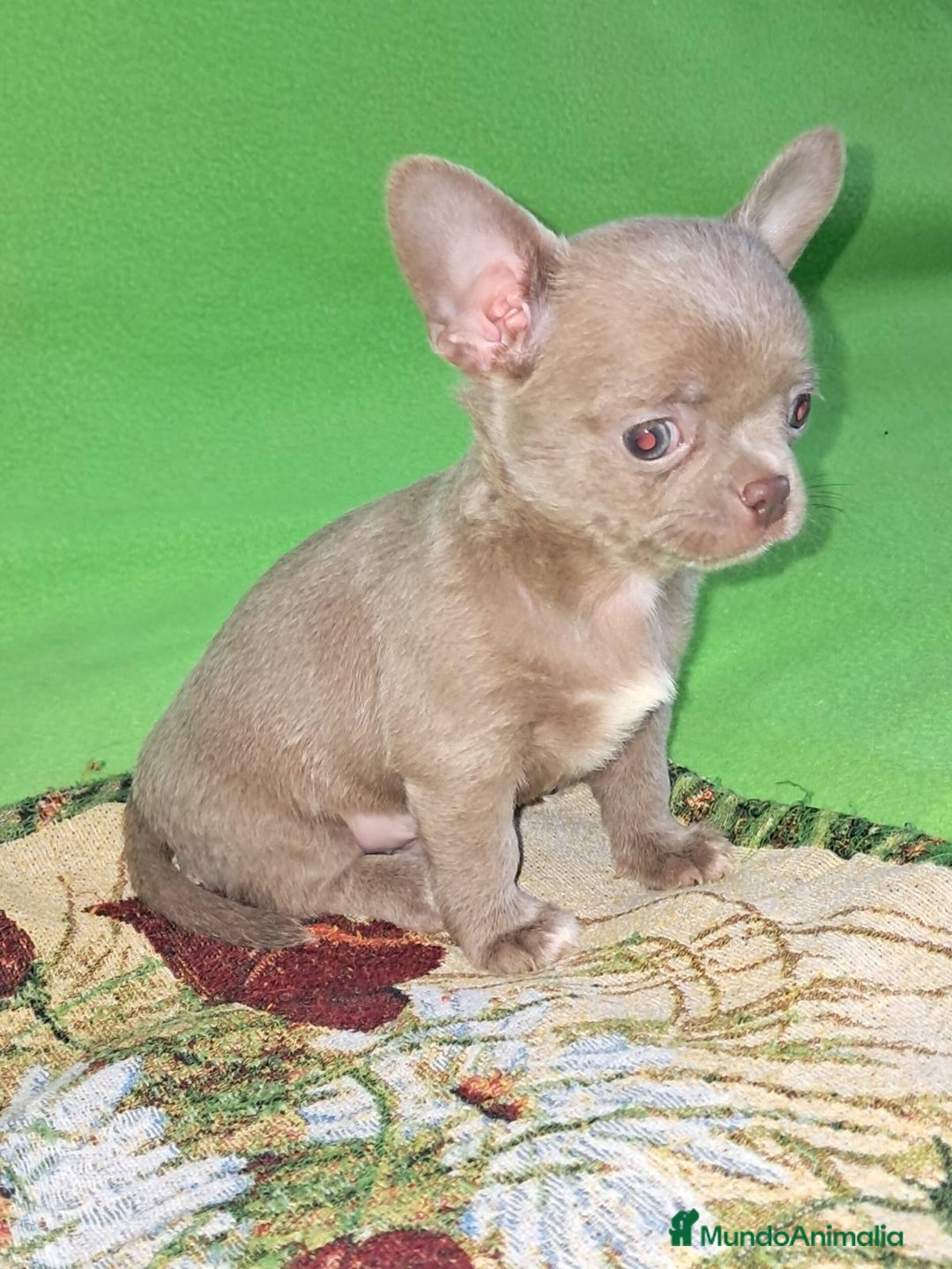 Chihuahua perros en venta: MACHO TOY EXCLUSIVO LILAC LINEA RUSA - Imagen 6